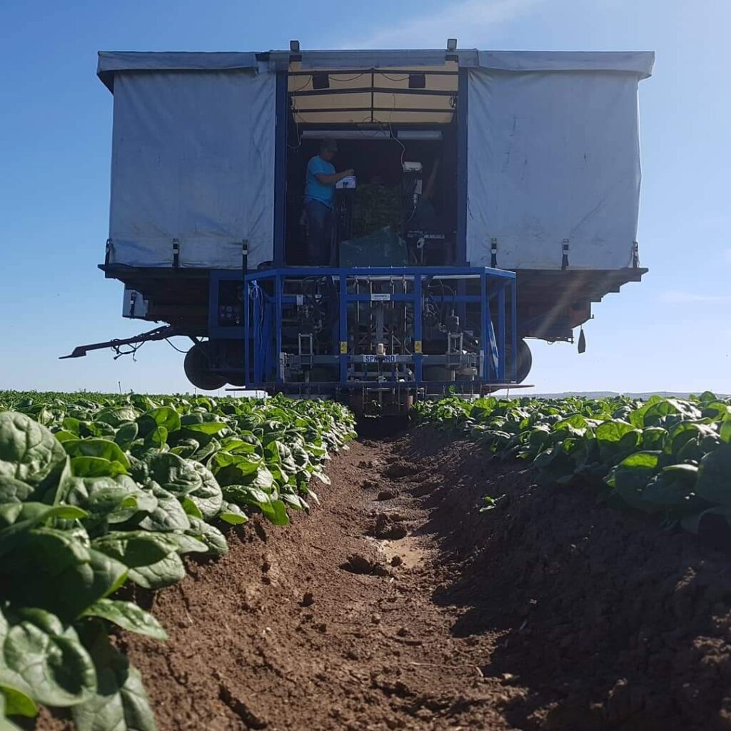 Mts Broersen | Spinazieveld